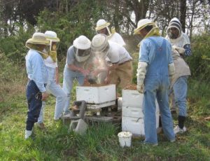 Getting the buzz about beekeeping