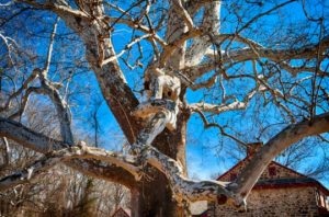 Read more about the article Photo of the Week: Serpentine Sycamore