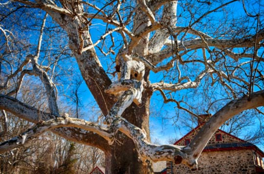 You are currently viewing Photo of the Week: Serpentine Sycamore