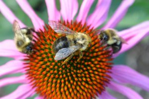 Native Plants for Native Pollinators, at 7 p.m. on Thursday, April 30 at Newline Grist Mill.