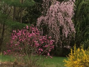PECO recommends planting trees that will not be tall, such as many flowering varieties, around power lines.