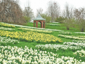 Henry Francis du Pont planted hillsides full of daffodils that cascade over the landscape.