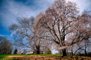 Read more about the article Photo of the Week: Spring Along the Ford