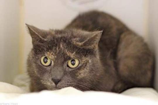 You are currently viewing Adopt-a-Pet: Sophie