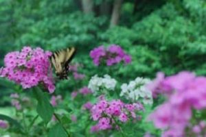 Read more about the article Walk on wild side at annual native plant sale