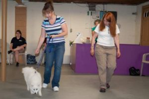 Jane Brydon, right, owner od The Cottage, Small Dig Daycare and Salon in Chadds Ford, works with a dog and its owner during a training class graduation.