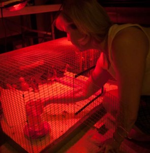 Katharine King checks on her chicks before taking them back home.