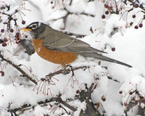 Robin in Snow by Bobby Wolf
