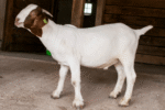Stanley is one of Winterthur's two goats who will be introduced to participants in the Wednesday walk on July 22. Photo courtesy of Winterthur