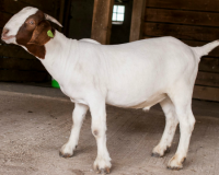 Stanley is one of Winterthur's two goats who will be introduced to participants in the Wednesday walk on July 22. Photo courtesy of Winterthur