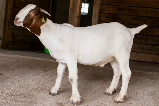 Read more about the article Winterthur in July: From goats to Sin City