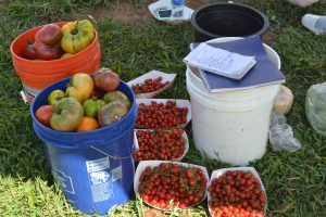 Many of the tomatoes harvested at Victory Brewing Company's organic garden will end up on the  plates of customers at their brewpubs; others will go to the Chester County Food Bank.
