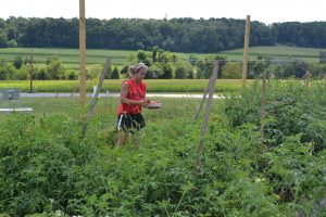 Carrie Avery, program coordinator for the Chester County Youth Center, searches for imperfect tomatoes that the students will use to extract seeds.