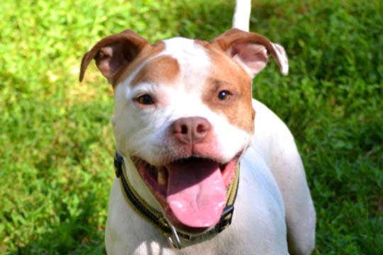 You are currently viewing Adopt-a-Pet: Dolce