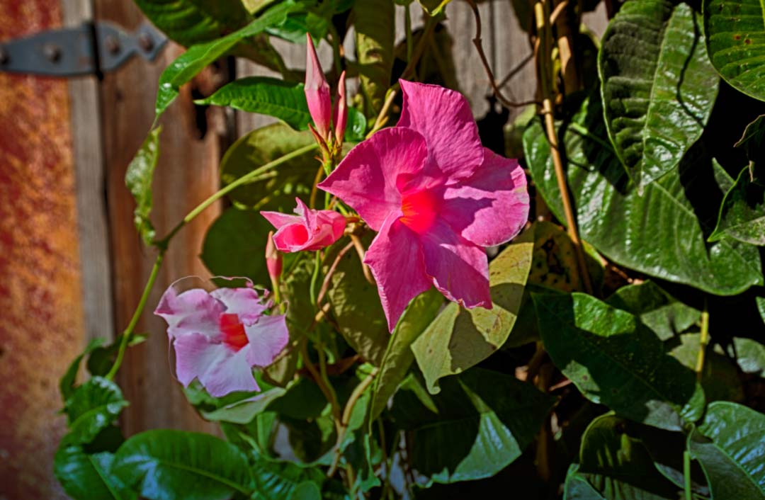 You are currently viewing Photo of the Week: Late Summer Bloom