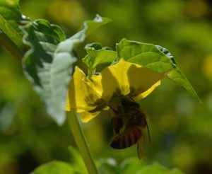 A bee demonstrates its vital pollination process on a tomatillo flower.