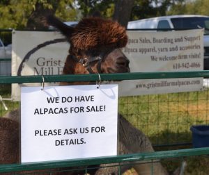 An alpaca from Grist Mill Farm in Glenmoore provides photo opportunities at the Plantation Field International Horse Trials and Country Fair.