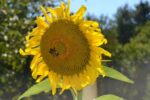 The Land Conservancy of Southern Chester County will host Open Hive Day on Saturday, Oct. 3, at New Leaf Eco Center in Kennett Square.