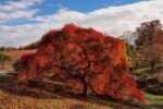 Winterthur Museum, Garden & Library has received a grant to help map its collection of 14,000 woody plants digitally. Photo by Bob Leitch, courtesy of Winterthur