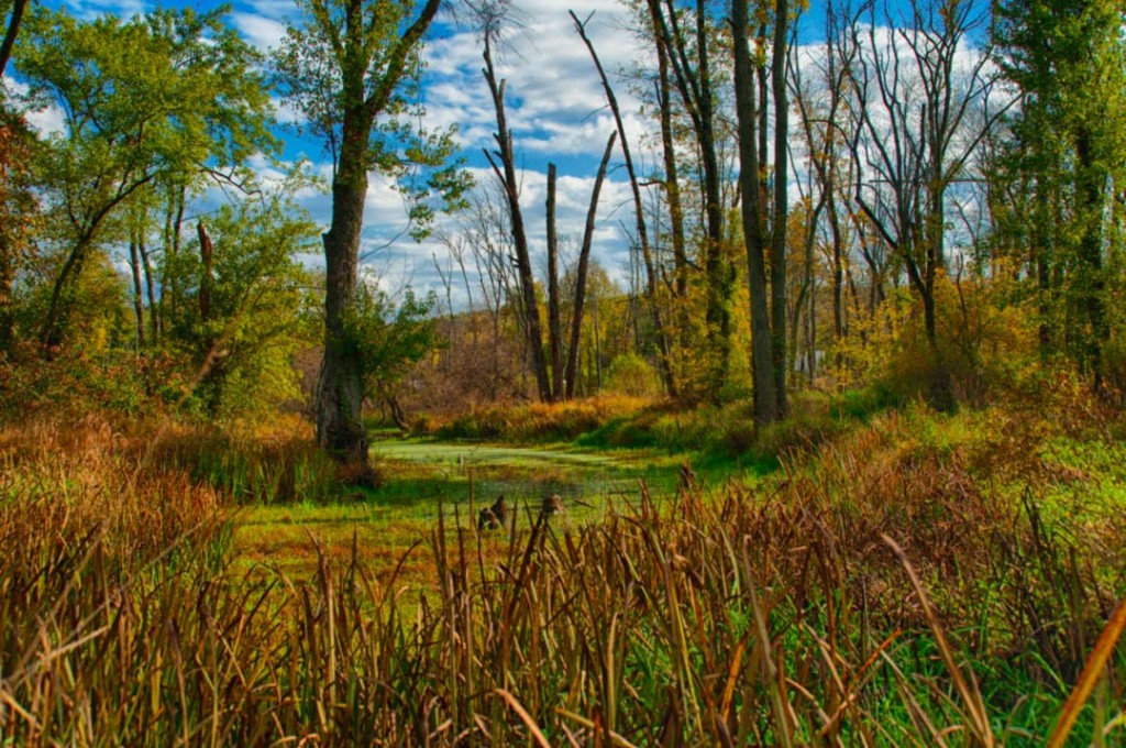 Read more about the article Photo of the Week: Marshlands