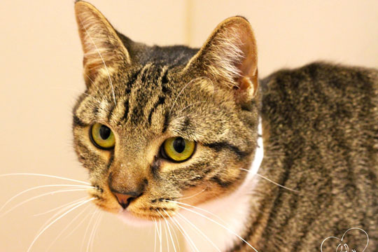You are currently viewing Adopt-a-Pet: Della