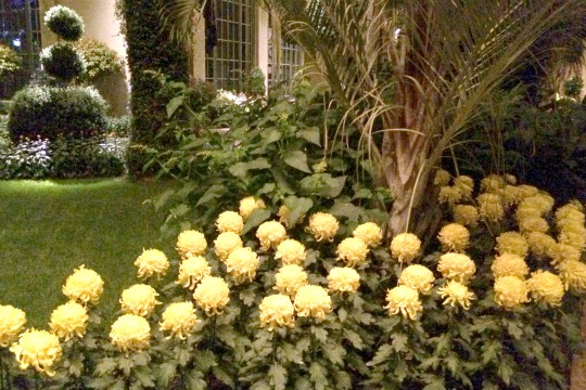 You are currently viewing Mums rule – 16,000 strong in Longwood show