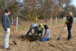 treesDSC_0254 (1)