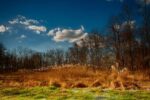 Cattails