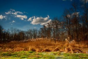 Read more about the article Photo of the Week: Cattails