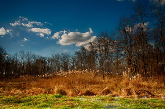 You are currently viewing Photo of the Week: Cattails