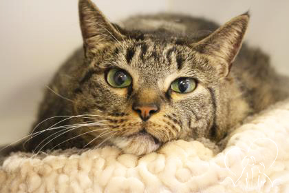You are currently viewing Adopt-a-Pet: Thomas