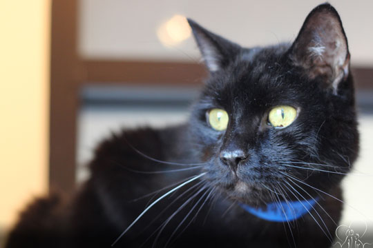 You are currently viewing Adopt-a-Pet: Freddy
