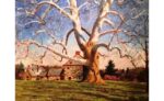 Giant Sycamore by John Suplee Giant Sycamore by John Suplee