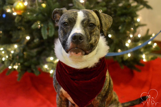 You are currently viewing Adopt-a-Pet Dec. 7-13