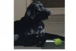 Melody, or Mellie, is newest member of K-9 force