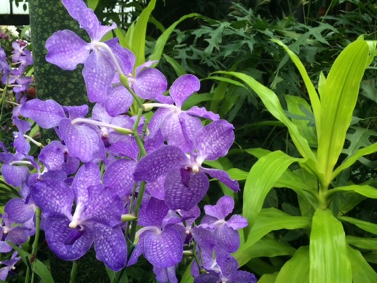 Read more about the article Longwood to orchestrate orchid explosion