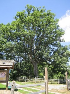 A massive white oak greets visitors at the parking lot of the Stateline 