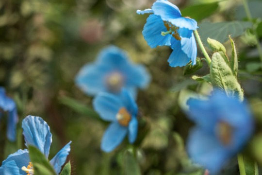 Read more about the article Popping up at Longwood: rare blue poppies