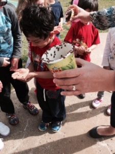 A teacher at Chesterbrook Academy distributes ladybugs so the preschoolers can release them.