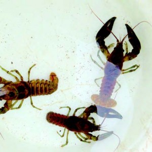 A Stroud Water Research Center study examines role of crayfish in stream health. Photo by Lind