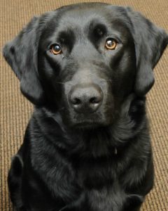 Melody, a stress-busting dog, is the latest addition to the Chester County Sheriff's K-9 Unit.