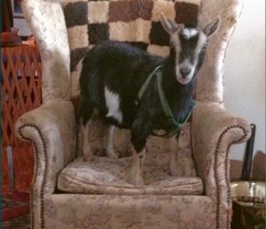Penelope the goat is pictured making herself at home at the Colella residence.