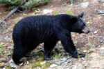 North American Black Bear