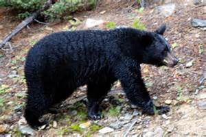 Read more about the article Going bear-foot in Chadds Ford area