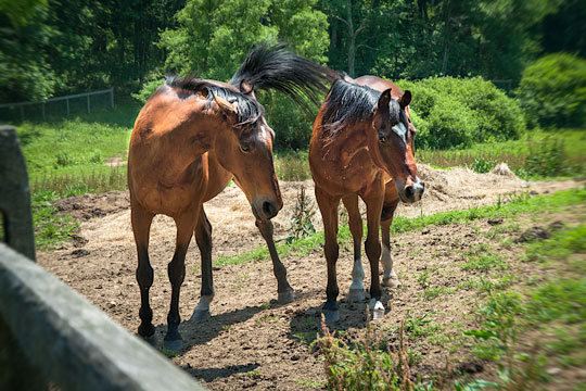 Read more about the article Photo of the Week: Horse Play