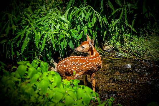 Read more about the article Photo of the Week: Fawn on Alert