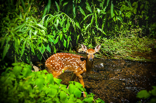 Read more about the article Photo of the Week: Fawn in Stream