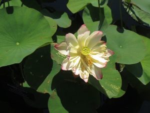 Longwood's extensive water lily display includes day- and night-bloomers. 