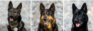 Read more about the article For Chesco sheriff K-9s, doggone great results