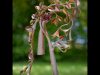 lady-in-leaves-by-rob-sigafoos